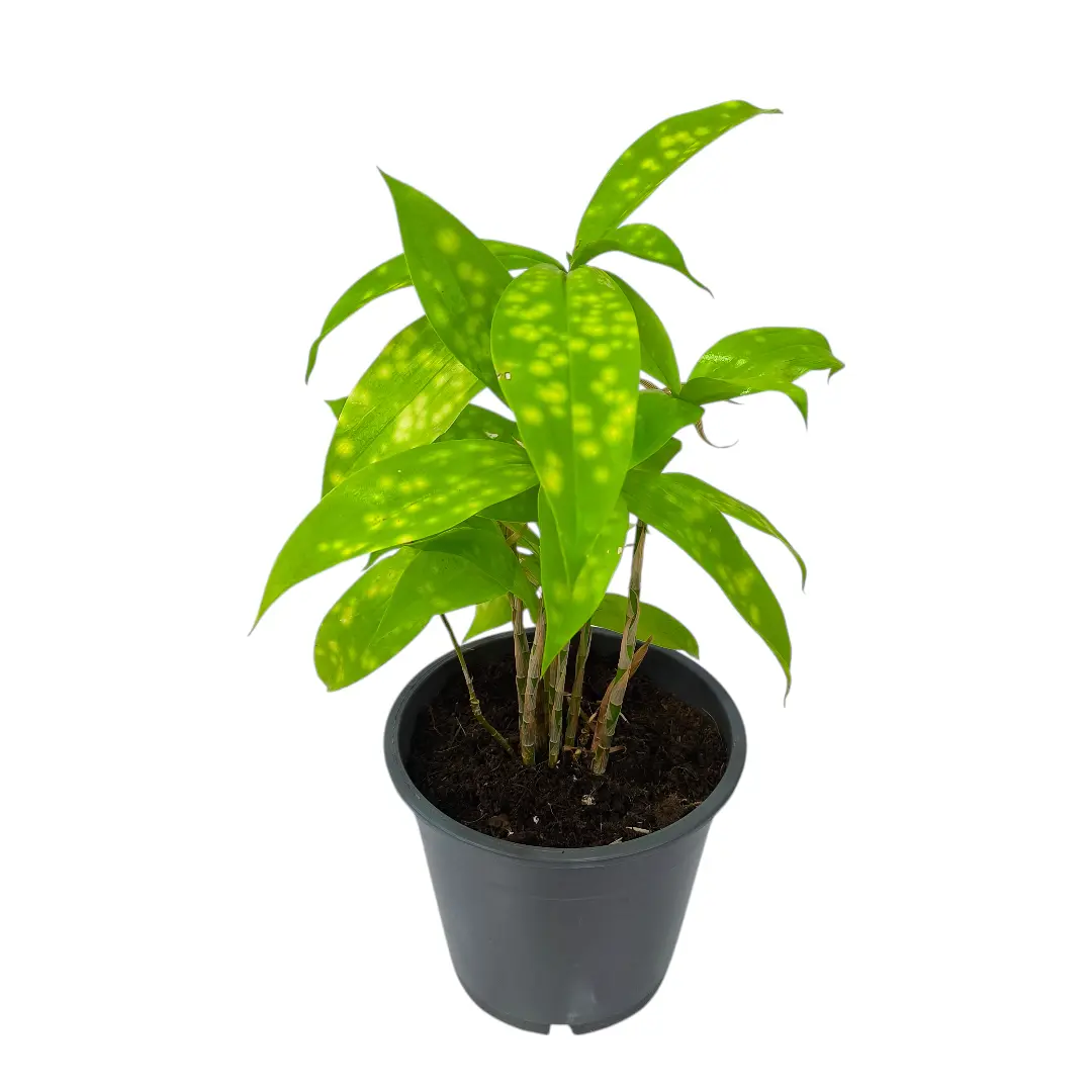 Драцена Суркулоза Санни Дей / Dracaena surculosa Sunny Day купить