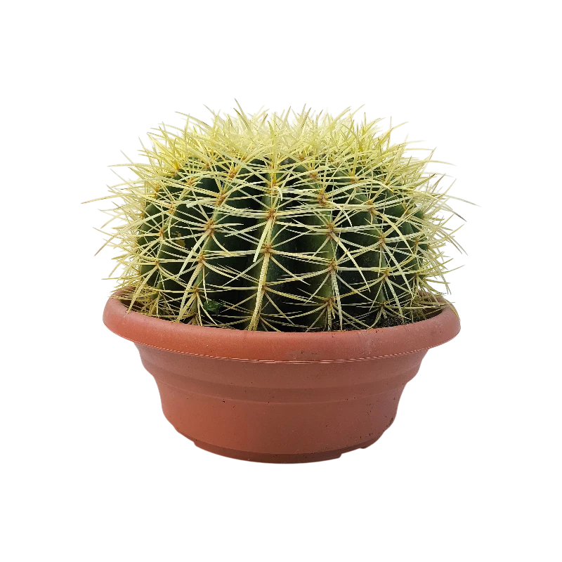 Эхинокактус Грузони / Echinocactus Grusonii купить