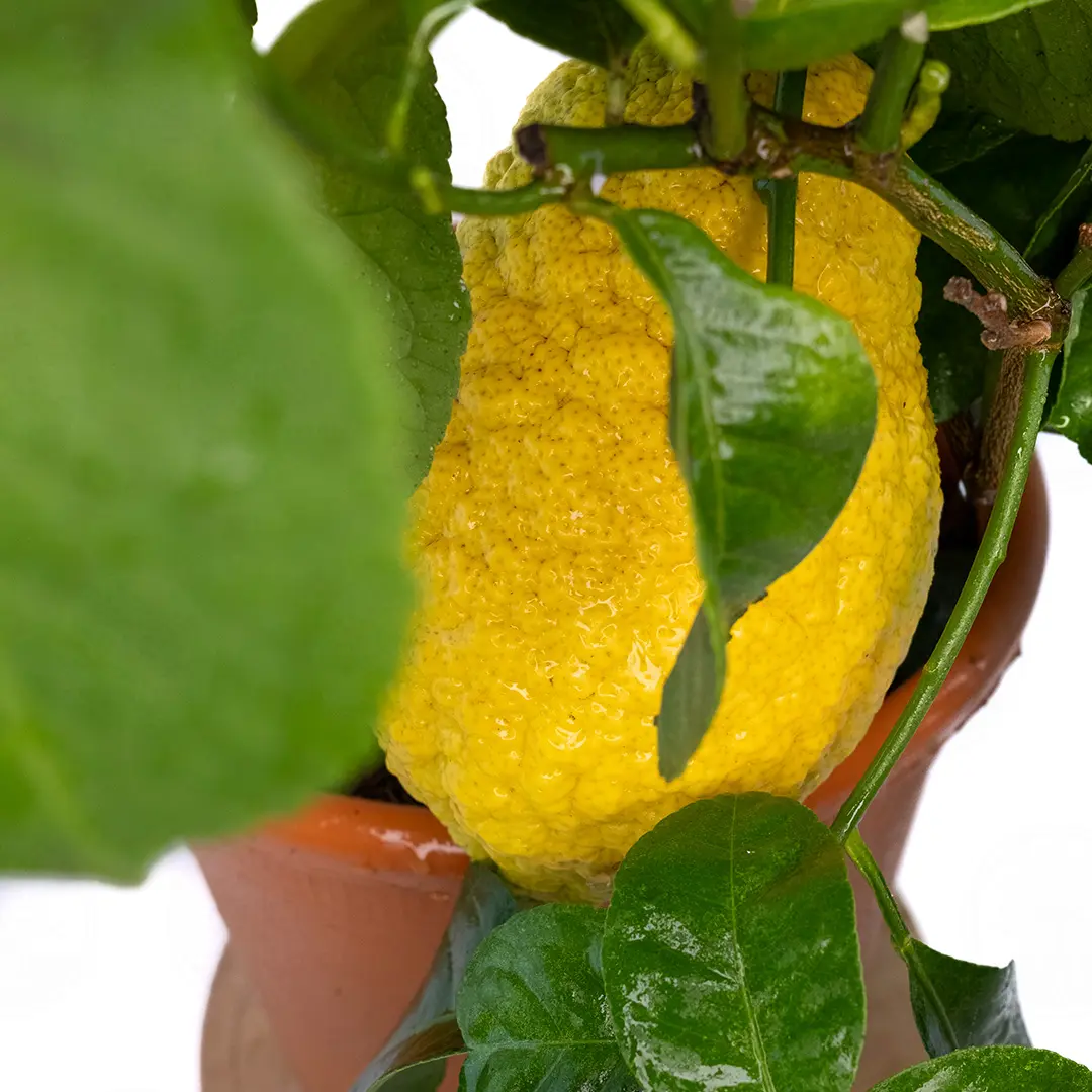 Лимон Сфатафора / Lemon Spatafora — цитрусовое растение, детальное фото
