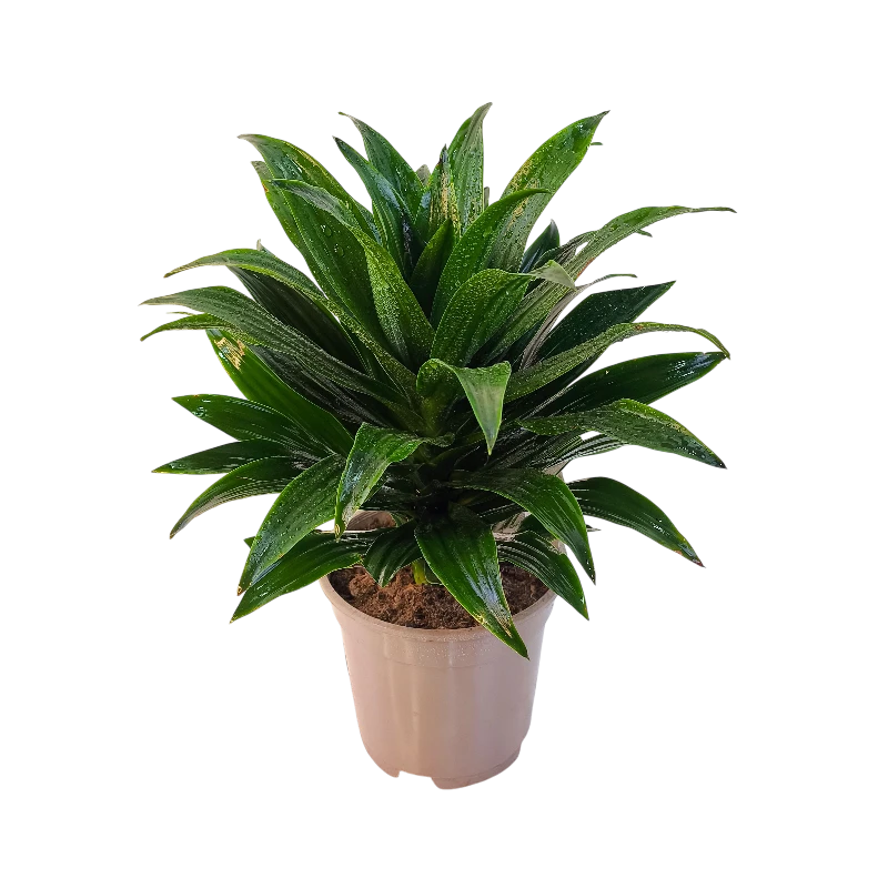 Драцена Фрагранс Копстек / Dracaena fragrans Copstek купить