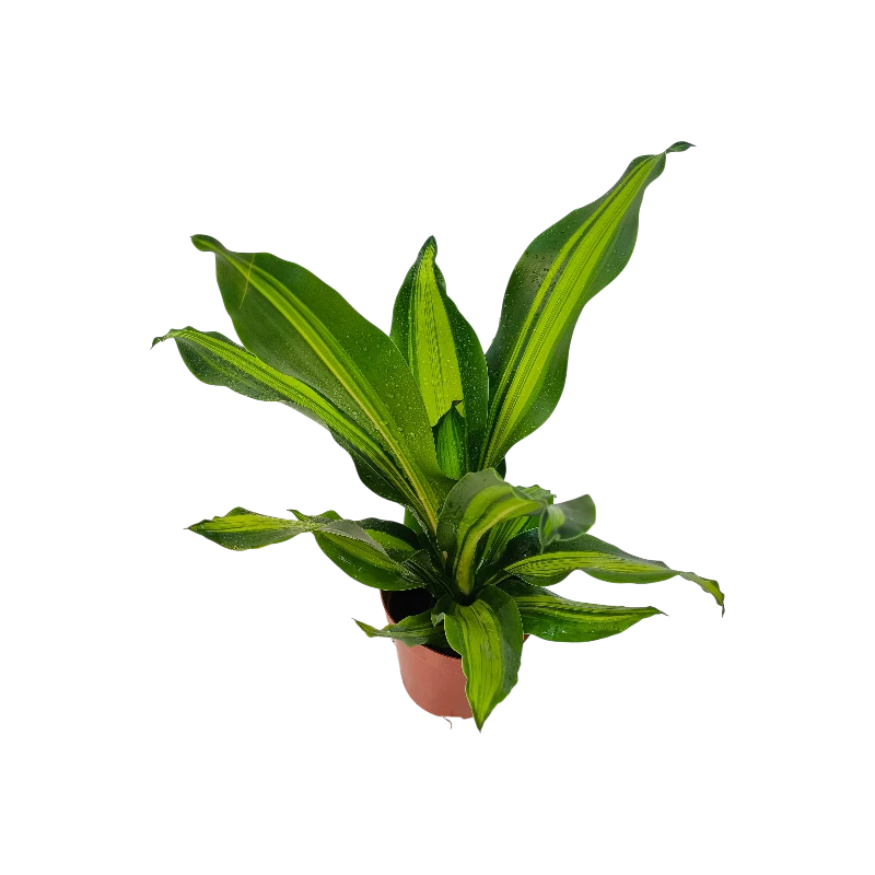Драцена фрагранс Грин-Уайт / Dracaena Green-White купить