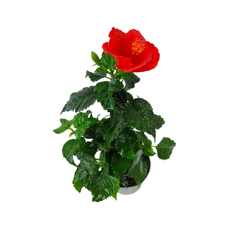 Гибискус / Hibiscus купить
