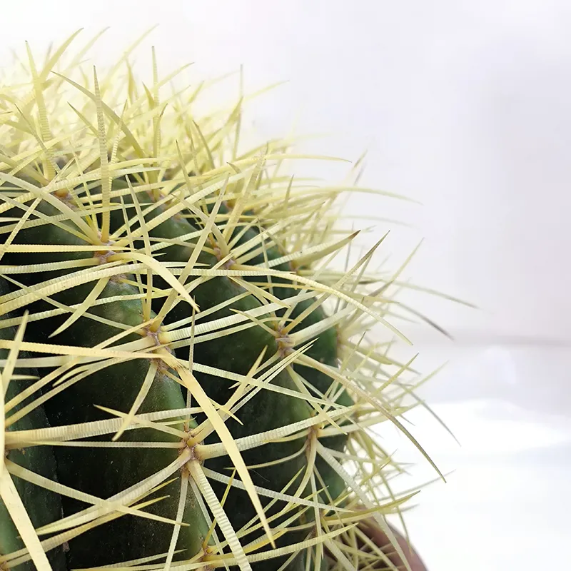 Эхинокактус Грузони / Echinocactus Grusonii купить