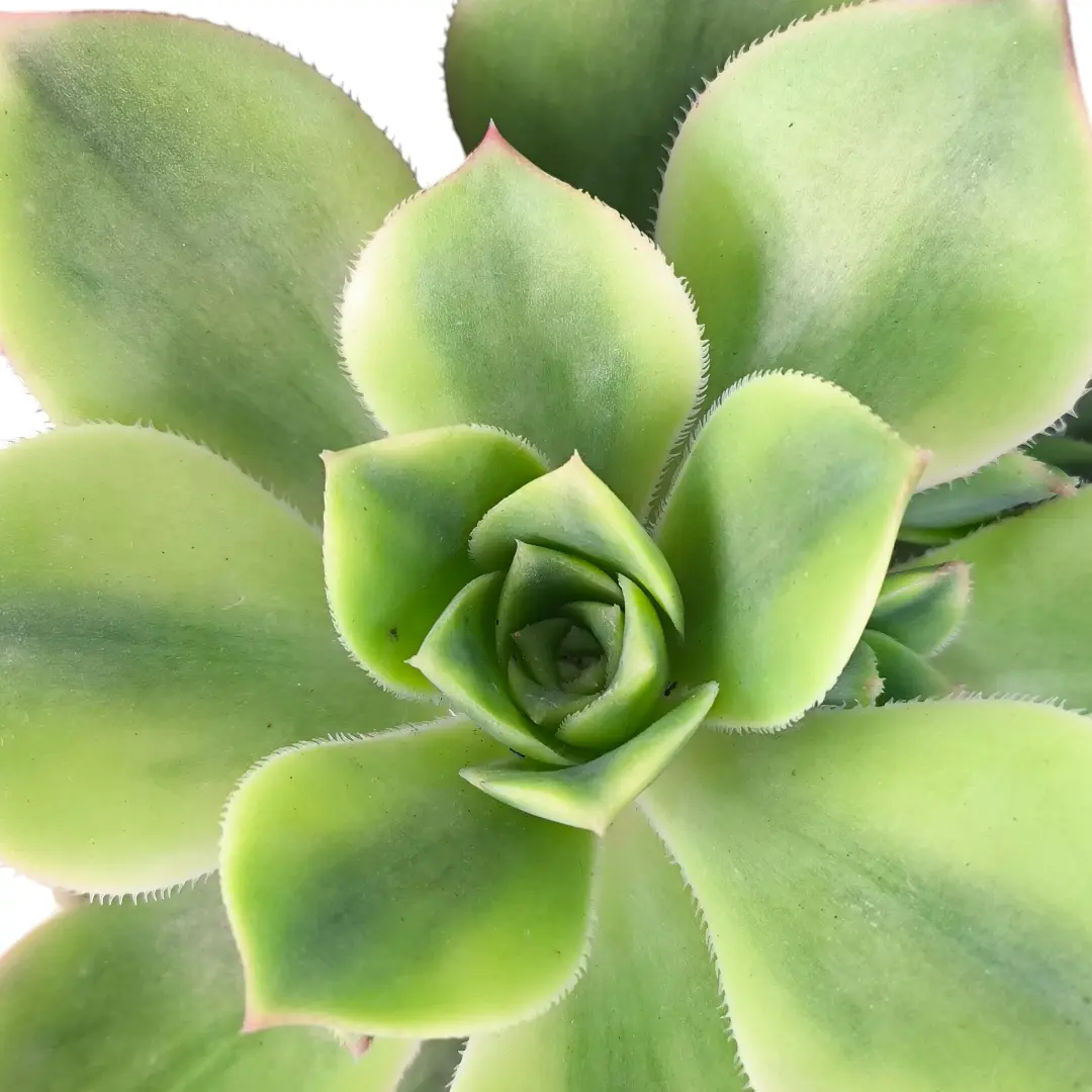 Эониум Старберст / Aeonium Starburst купить
