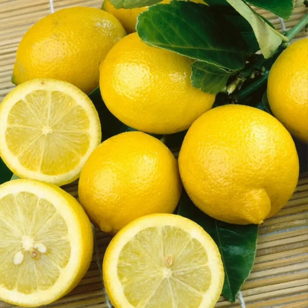 Лимон Лисбон бесколючковый / Lemon Lisbon — цитрусовое растение, детальное фото
