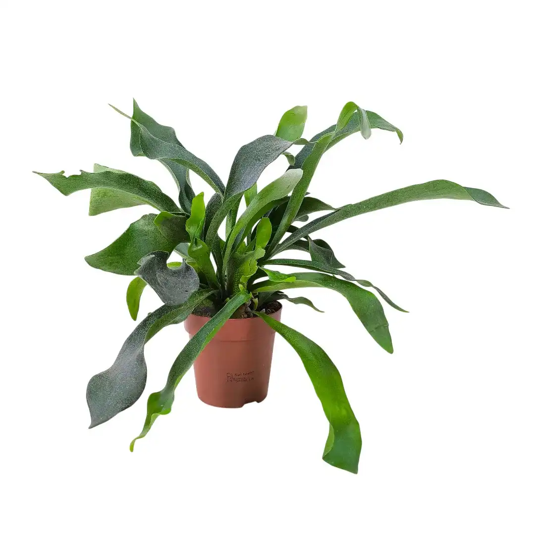 Платицериум бифуркатум / Platycerium Bifurcatum купить