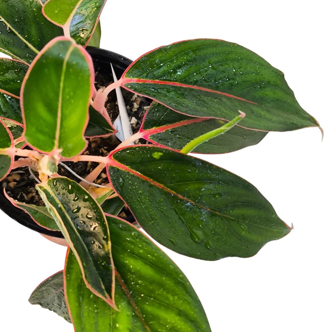 Аглаонема Сапфир / Aglaonema Sapphire, Sapphire Suzanne купить