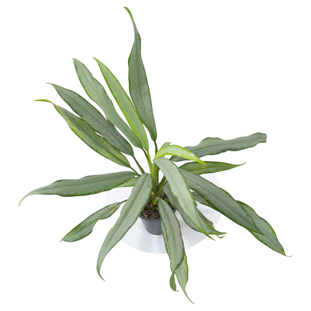 Аглаонема "White Lance" купить
