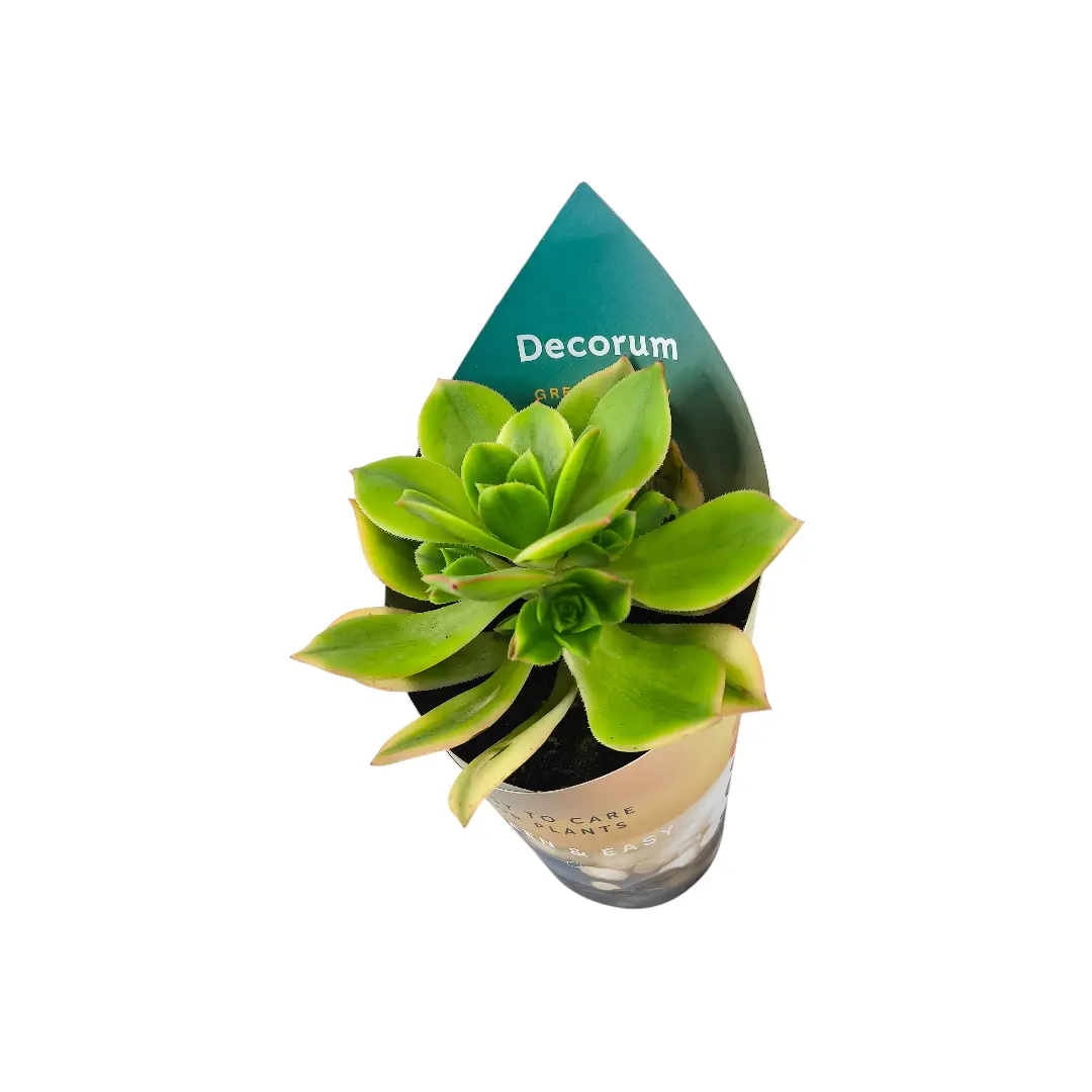 Эониум Старберст / Aeonium Starburst купить