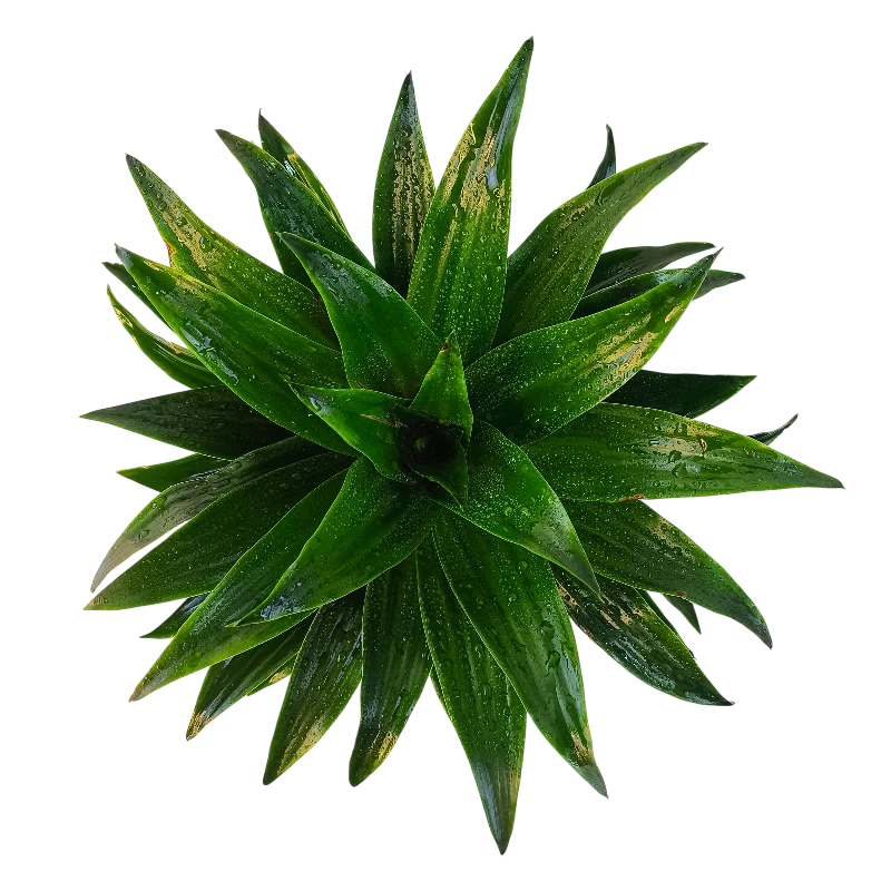 Драцена Фрагранс Копстек / Dracaena fragrans Copstek купить