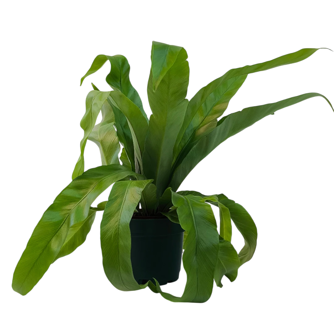 Асплениум Нидус/ Asplenium nidus купить