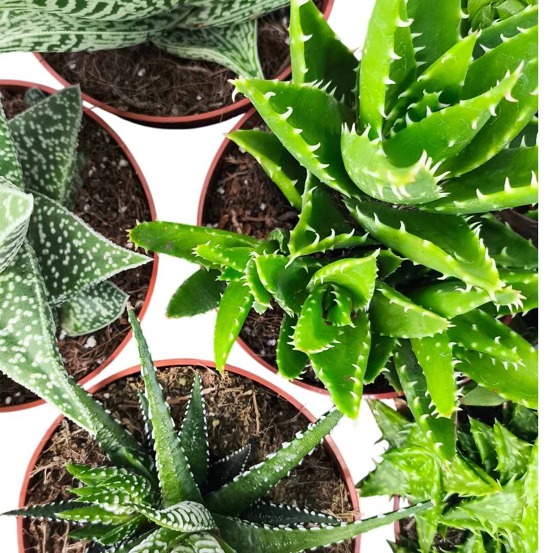 Алоэ Блэк Джем/ Aloe Black Gem купить