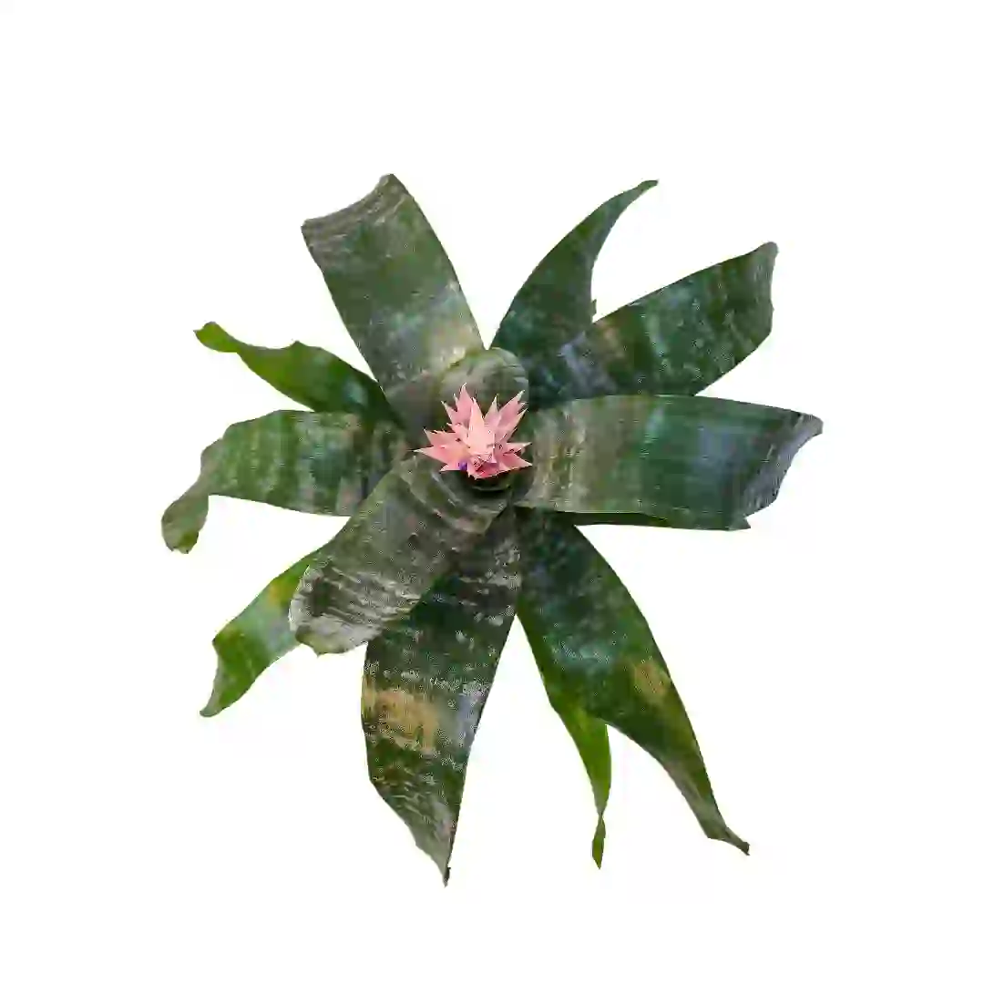 Эхмея фасциата Примера/ Aechmea fasciata Primera купить