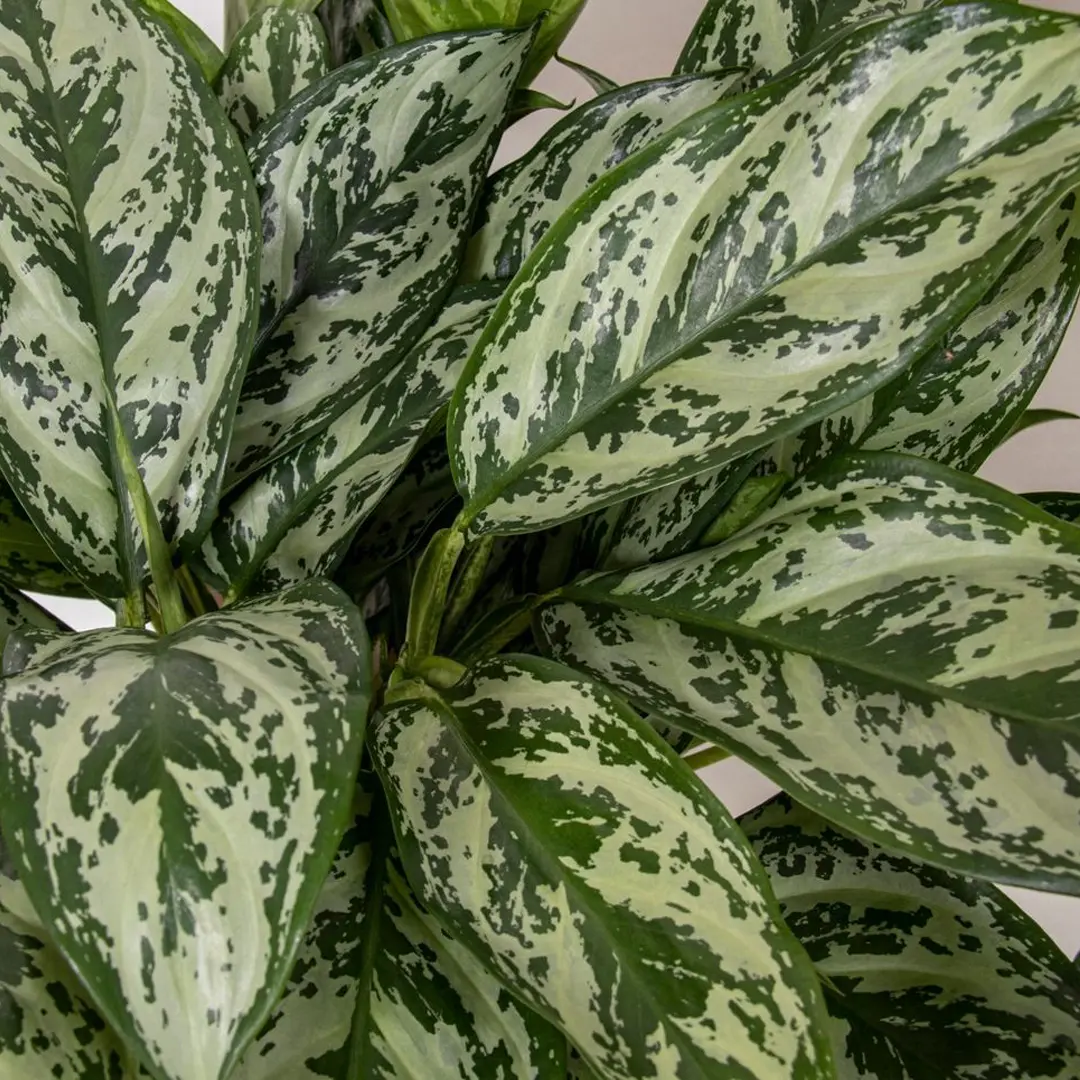 Аглаонема 'Laurel Green' купить