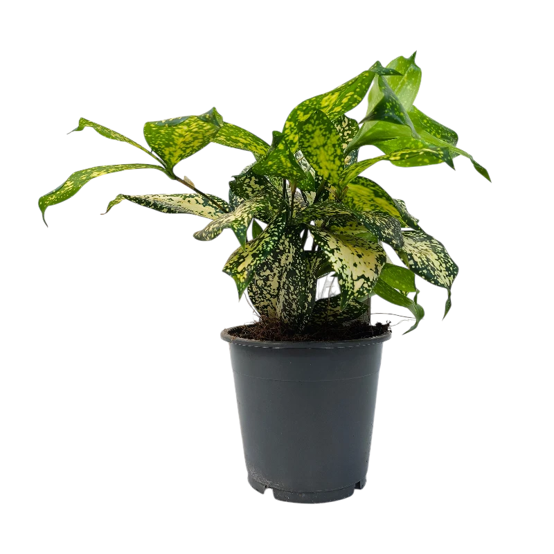Драцена Суркулоза Майк / Dracaena surculosa Mike купить