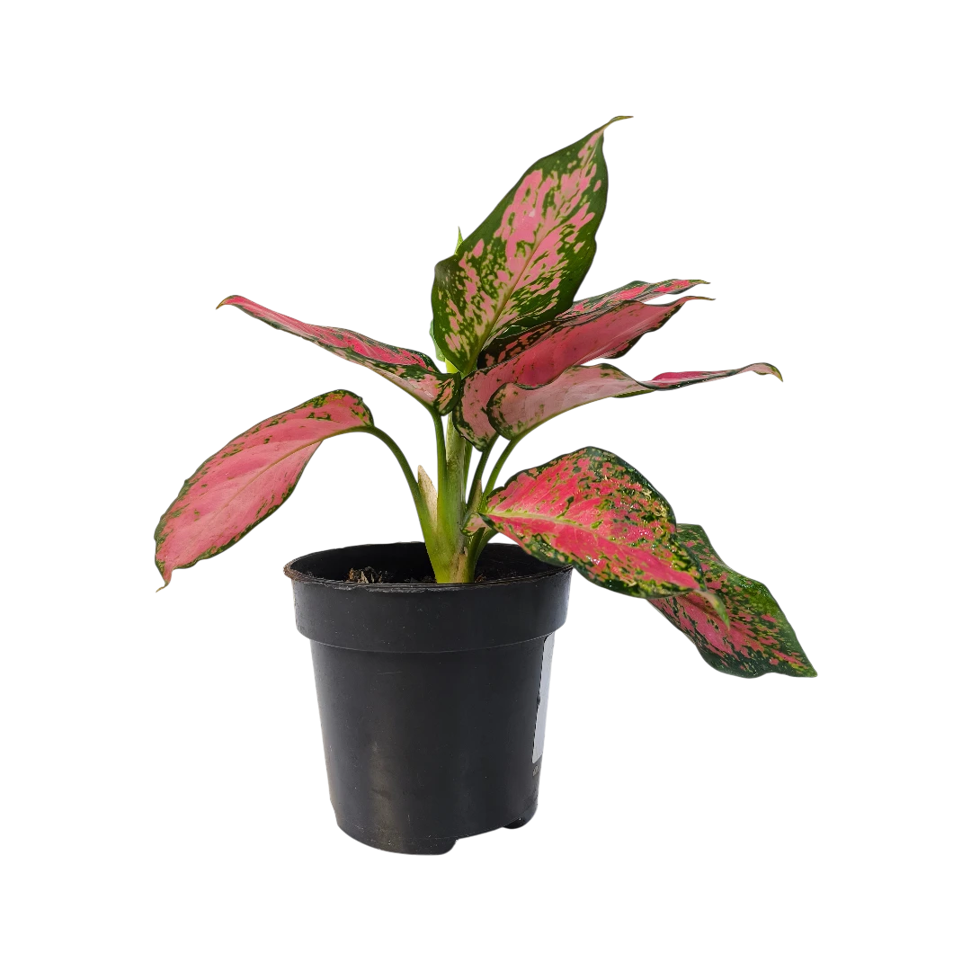 Аглаонема Фулл Ред/ Aglaonema Full Red купить