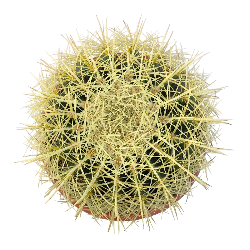 Эхинокактус Грузони / Echinocactus Grusonii купить