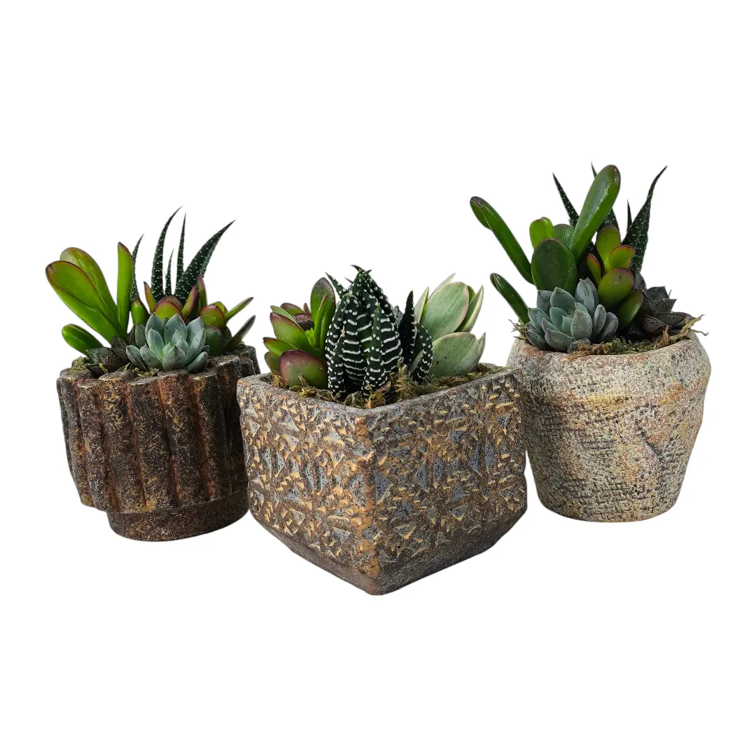 Суккуленты Супер Микс в кашпо/ Mix Succulents купить