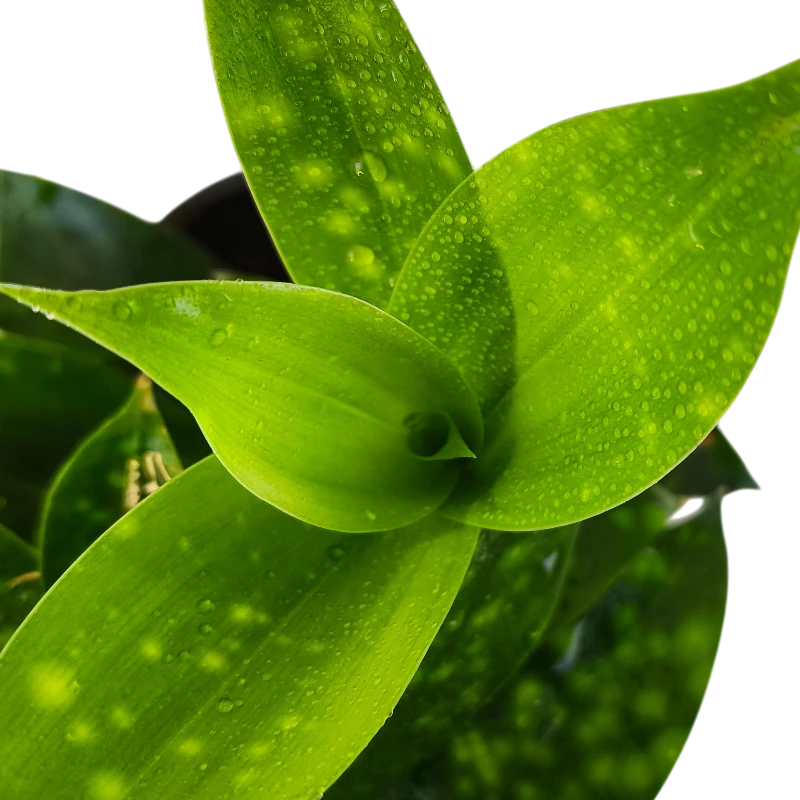 Драцена Суркулоза Флорида Бьюти / Dracaena surculosa Florida Beauty купить