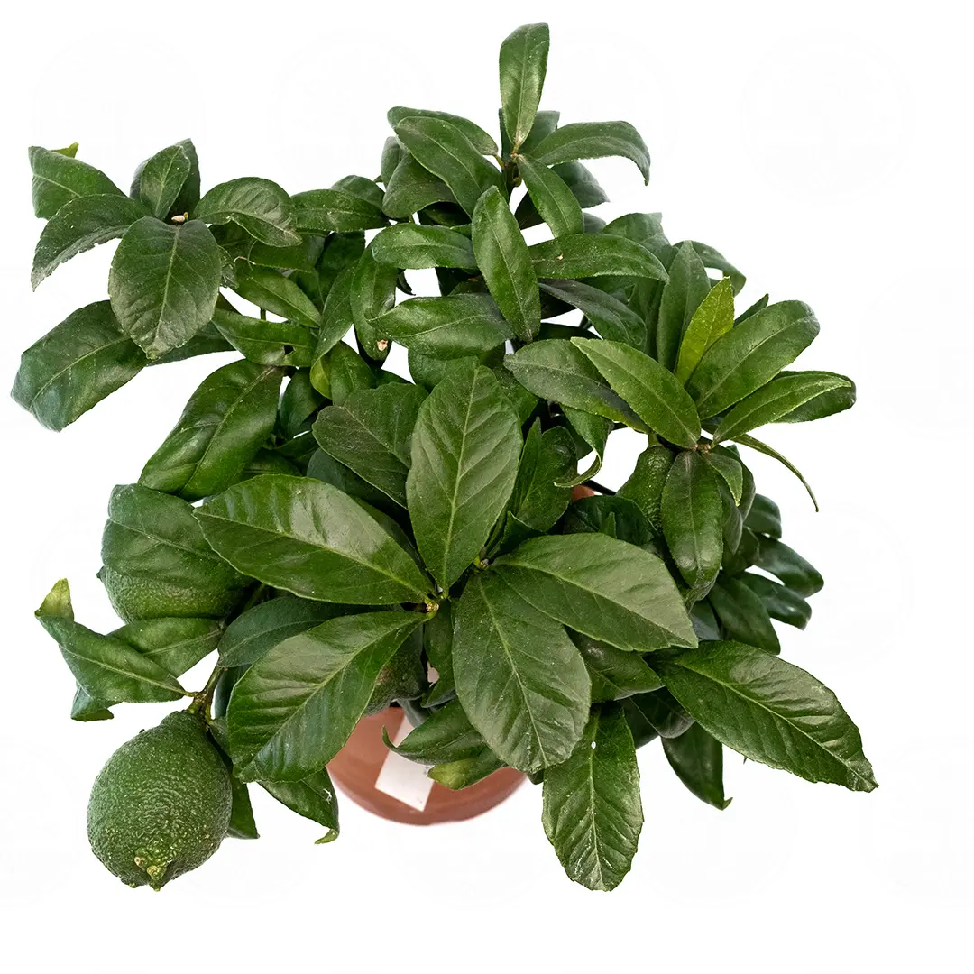 Лимон Салицифолия иволистный / Lemon Salicifolia — цитрусовое растение, детальное фото
