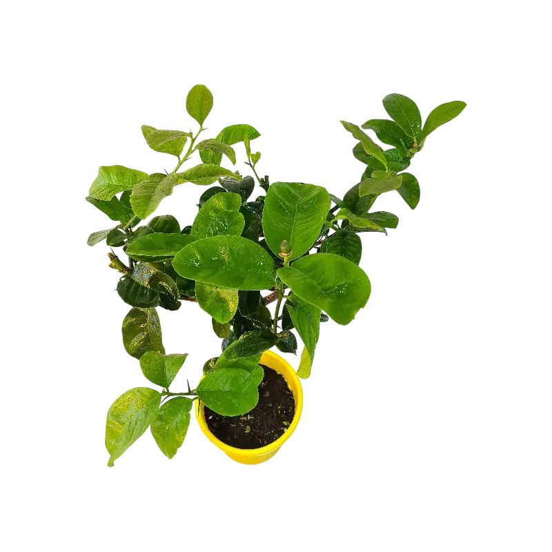 Цитрон Помпия / Citrus medica Pompia — цитрусовое растение, детальное фото
