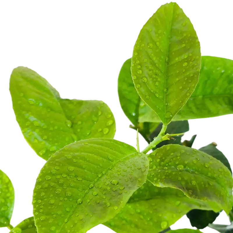 Цитрон Помпия / Citrus medica Pompia — цитрусовое растение, детальное фото
